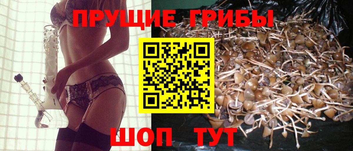 Галлюциногенные грибы прущие грибы  Вход с VPN  Серов  Псилоцибиновые грибы Psilocybine cubensis 